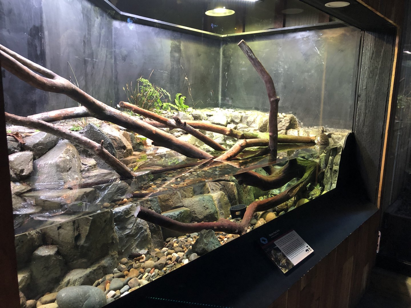 Western pond turtle exhibit