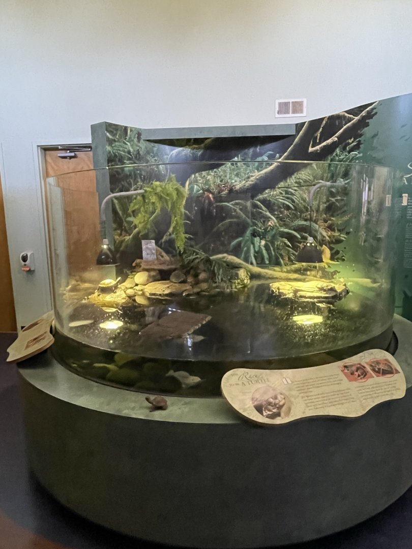 Western Pond Turtle Exhibit