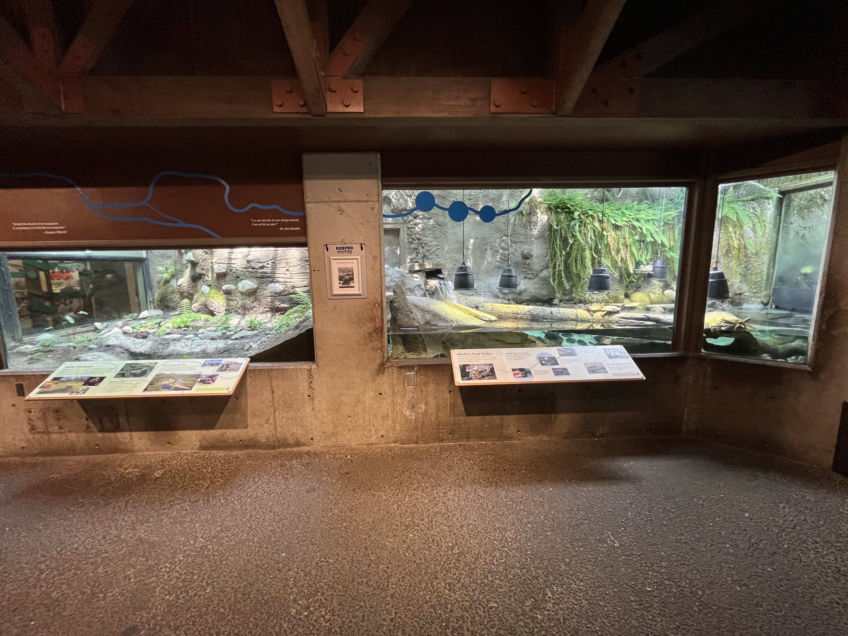 Western Pond Turtle Exhibit