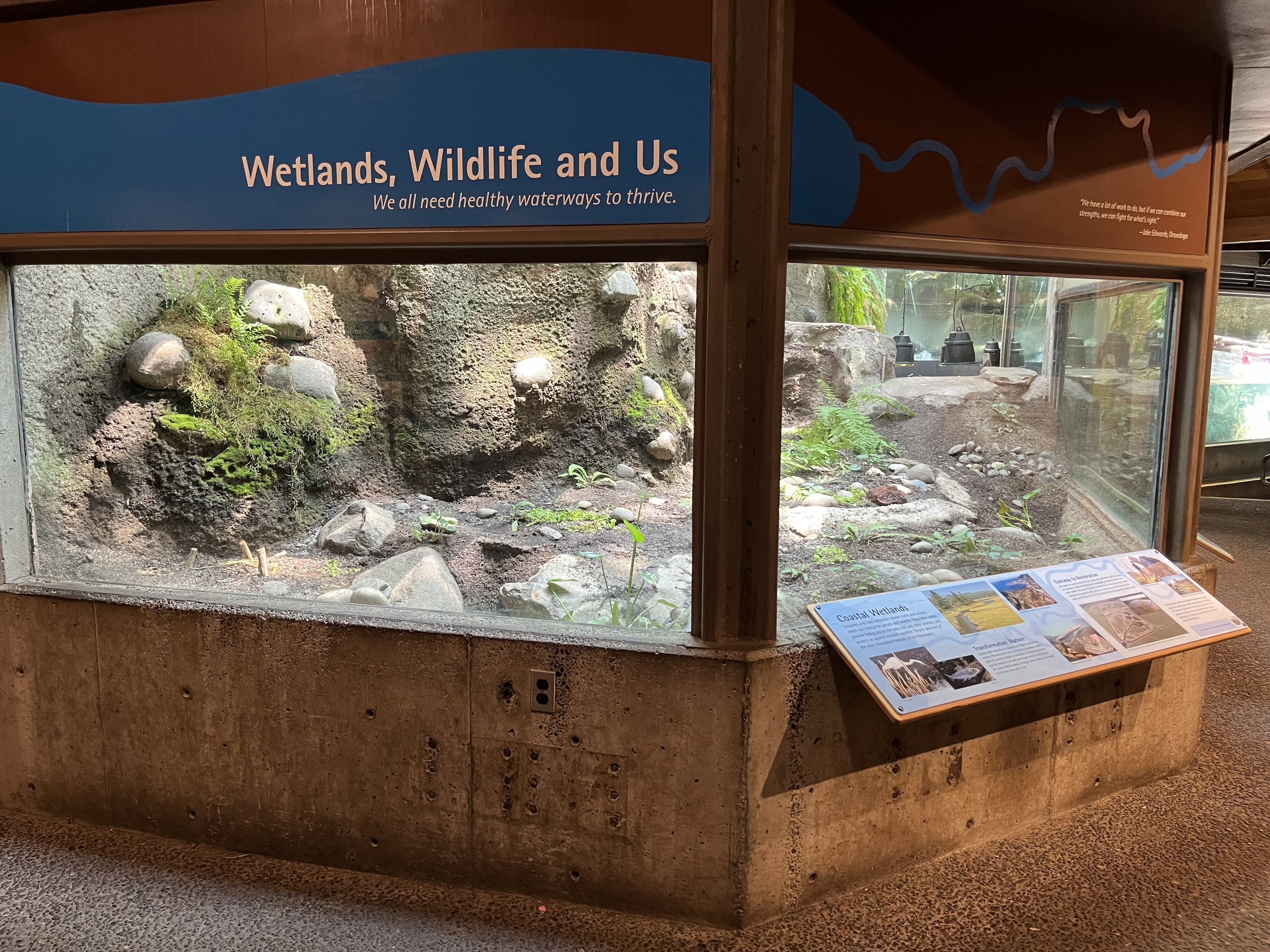 Western Pond Turtle Exhibit