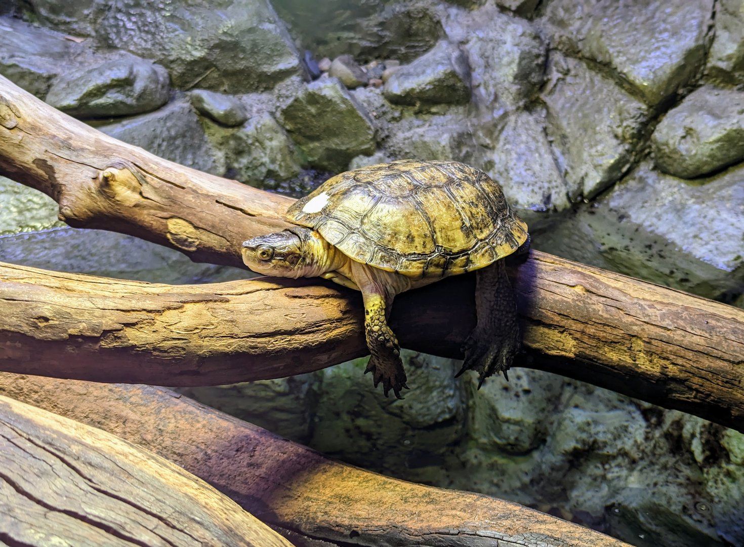 Western Pond Turtle - July 8th 2023