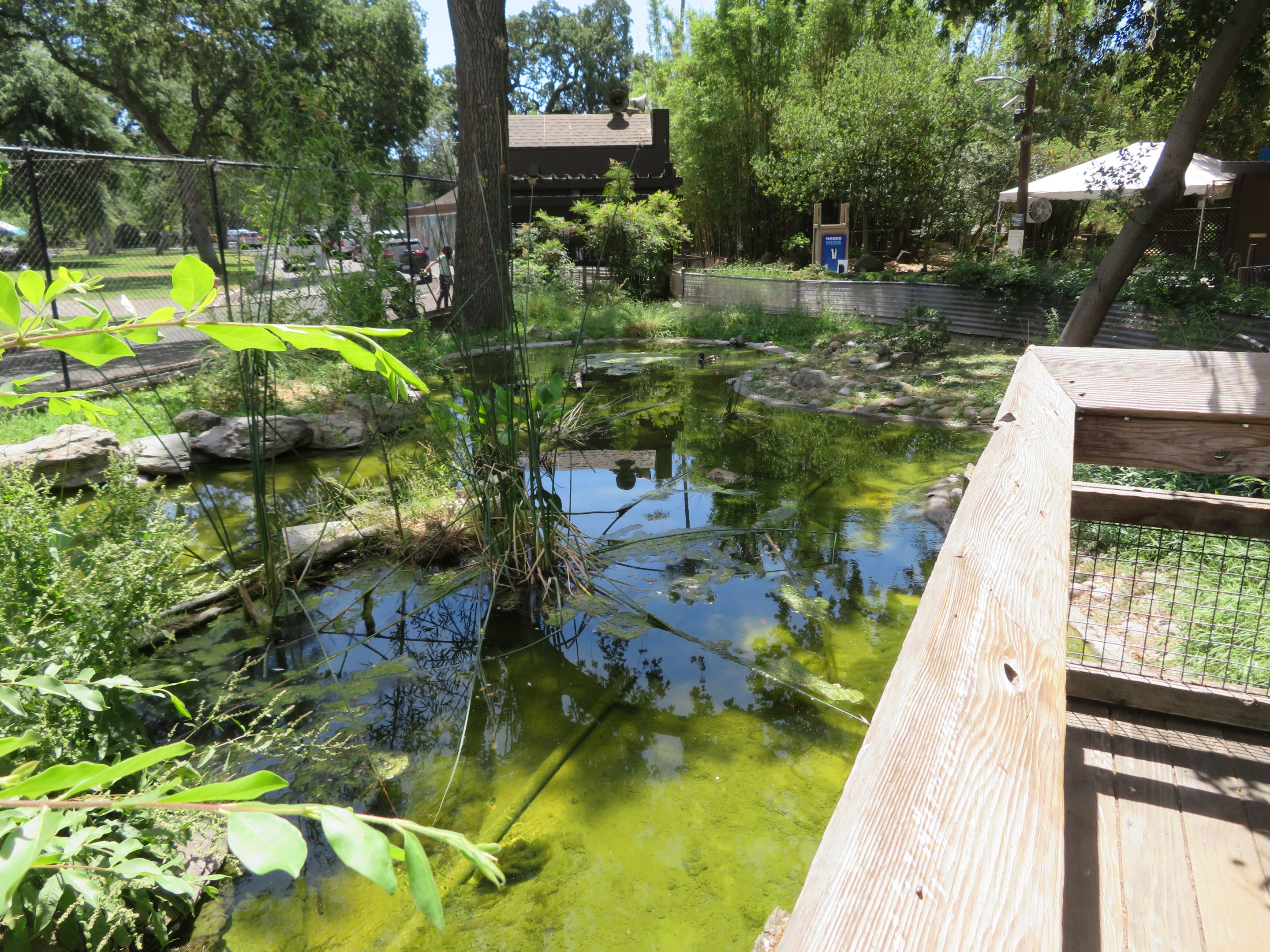 Western Pond Turtle Pond