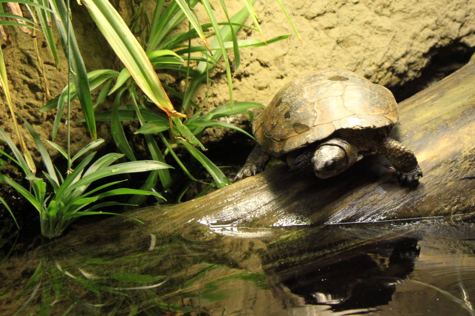 Western Pond Turtle