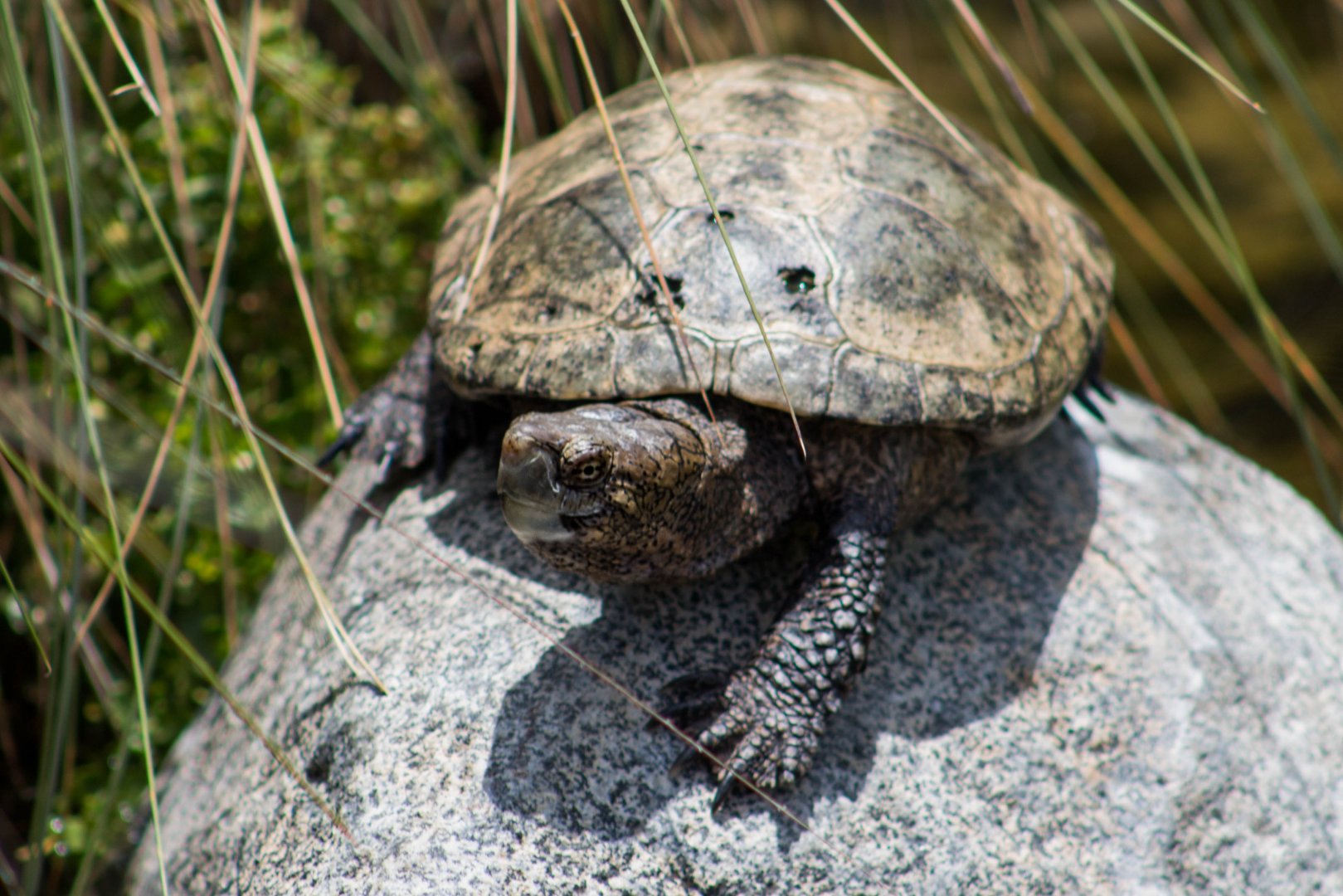 Western pond turtle
