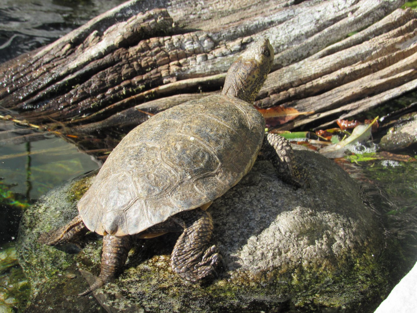 Western Pond Turtle