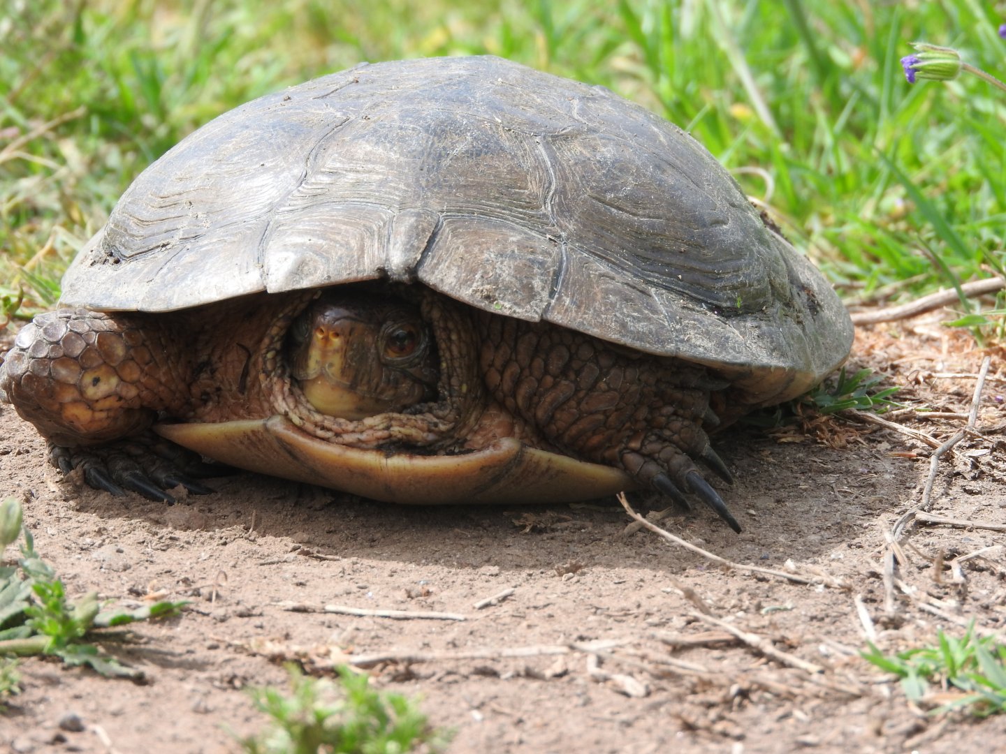 Western Pond Turtle