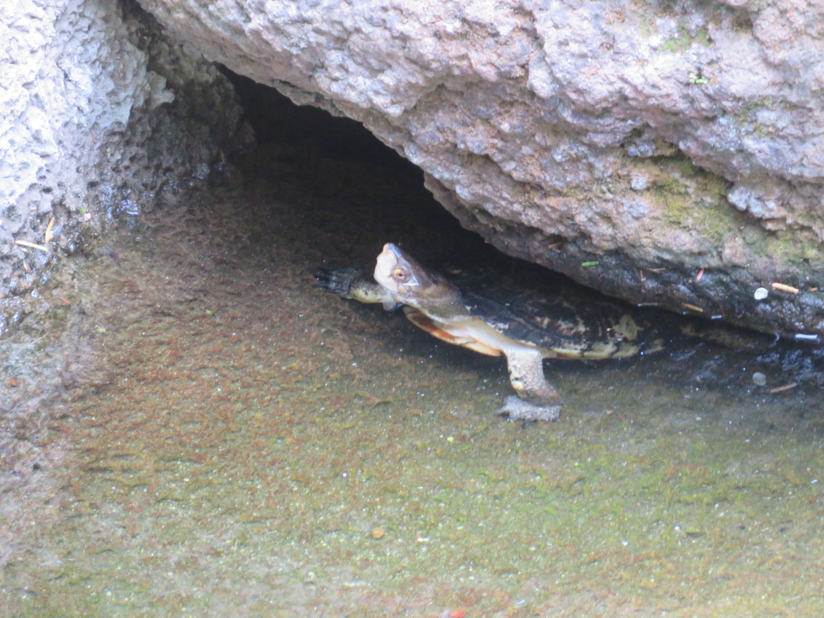 Western Pond Turtle