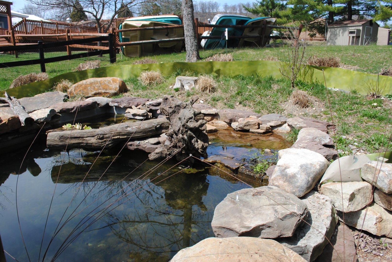 Western Pond Turtles Exhibit