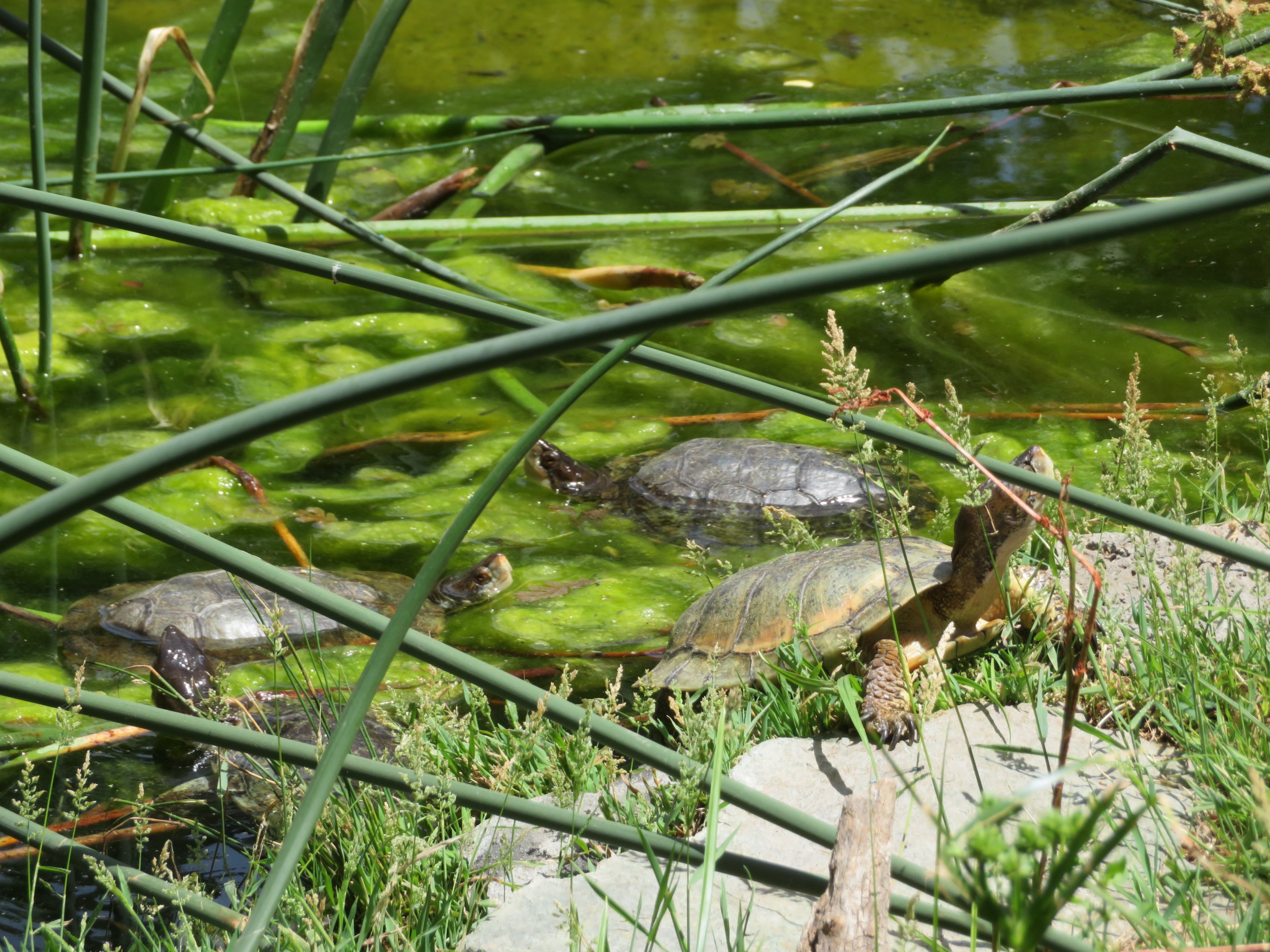 Western Pond Turtles