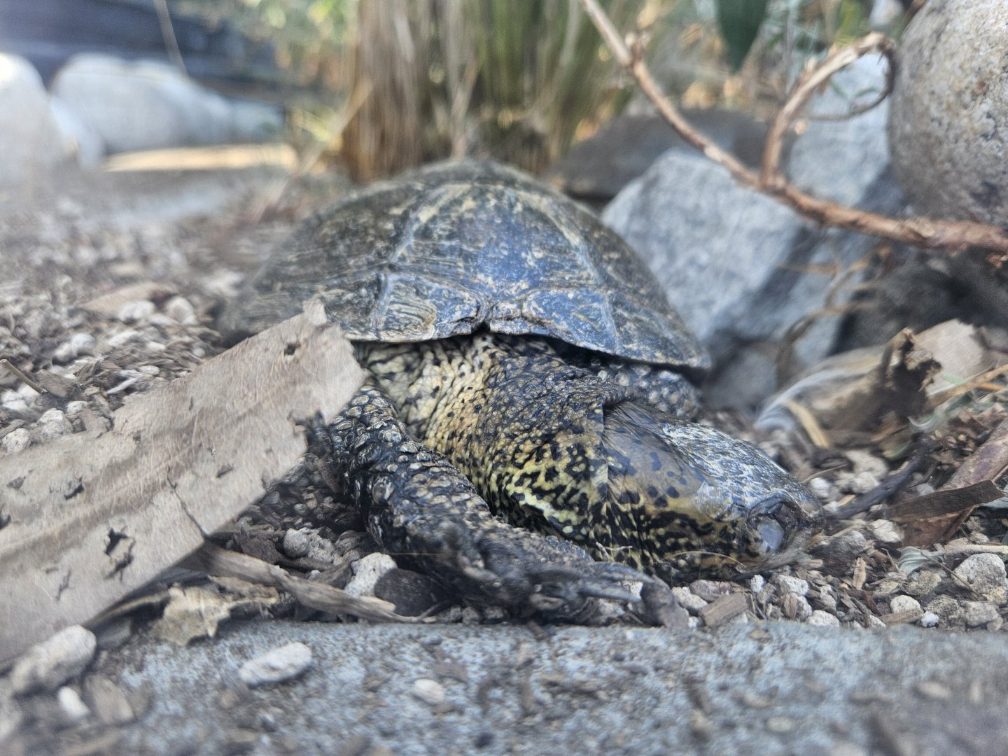 Western Pond Turtles