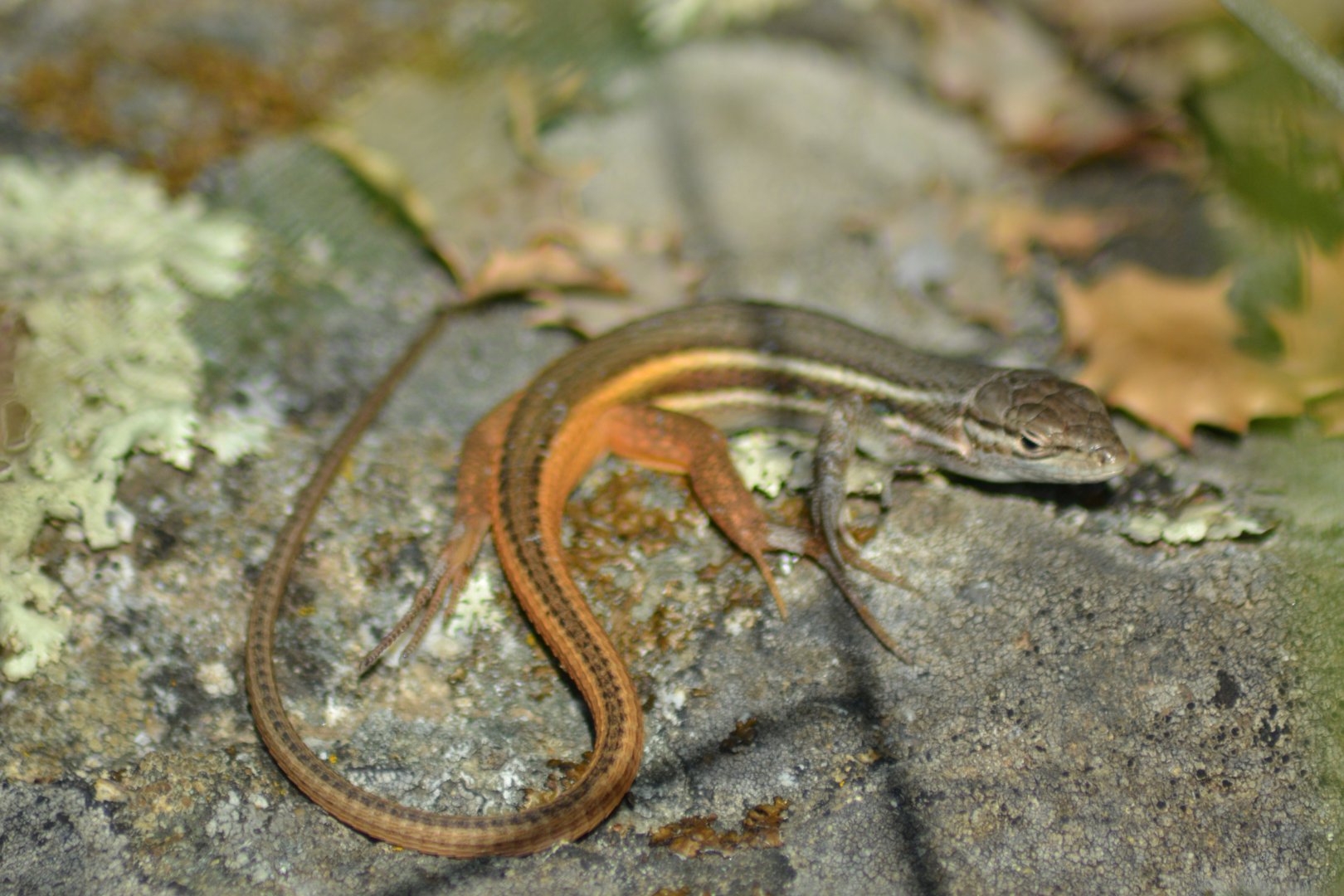 Western psammodromus - Psammodromus manuelae (P. algirus, depending to the taxonomist)