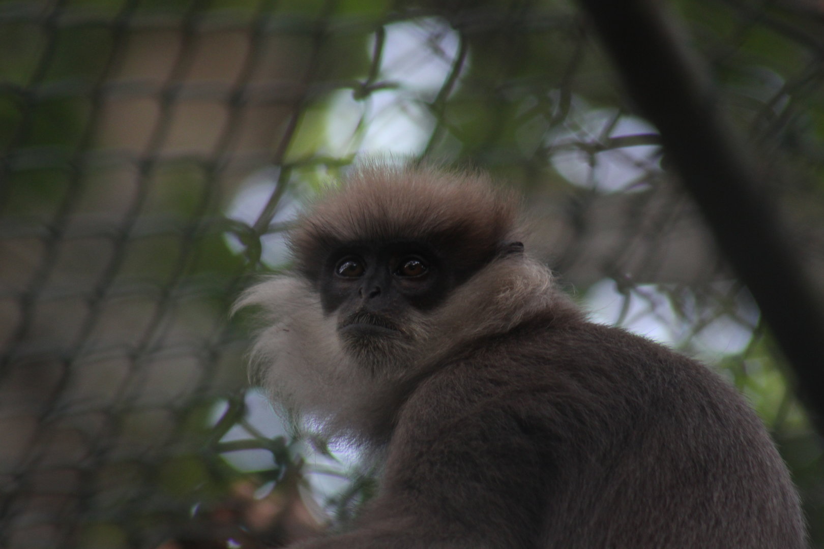 Western purple-faced langur (Semnopithecus vetulus nestor)