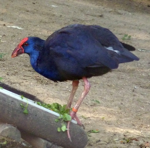 Western purple swamphen (Porphyrio porphyrio porphyrio)