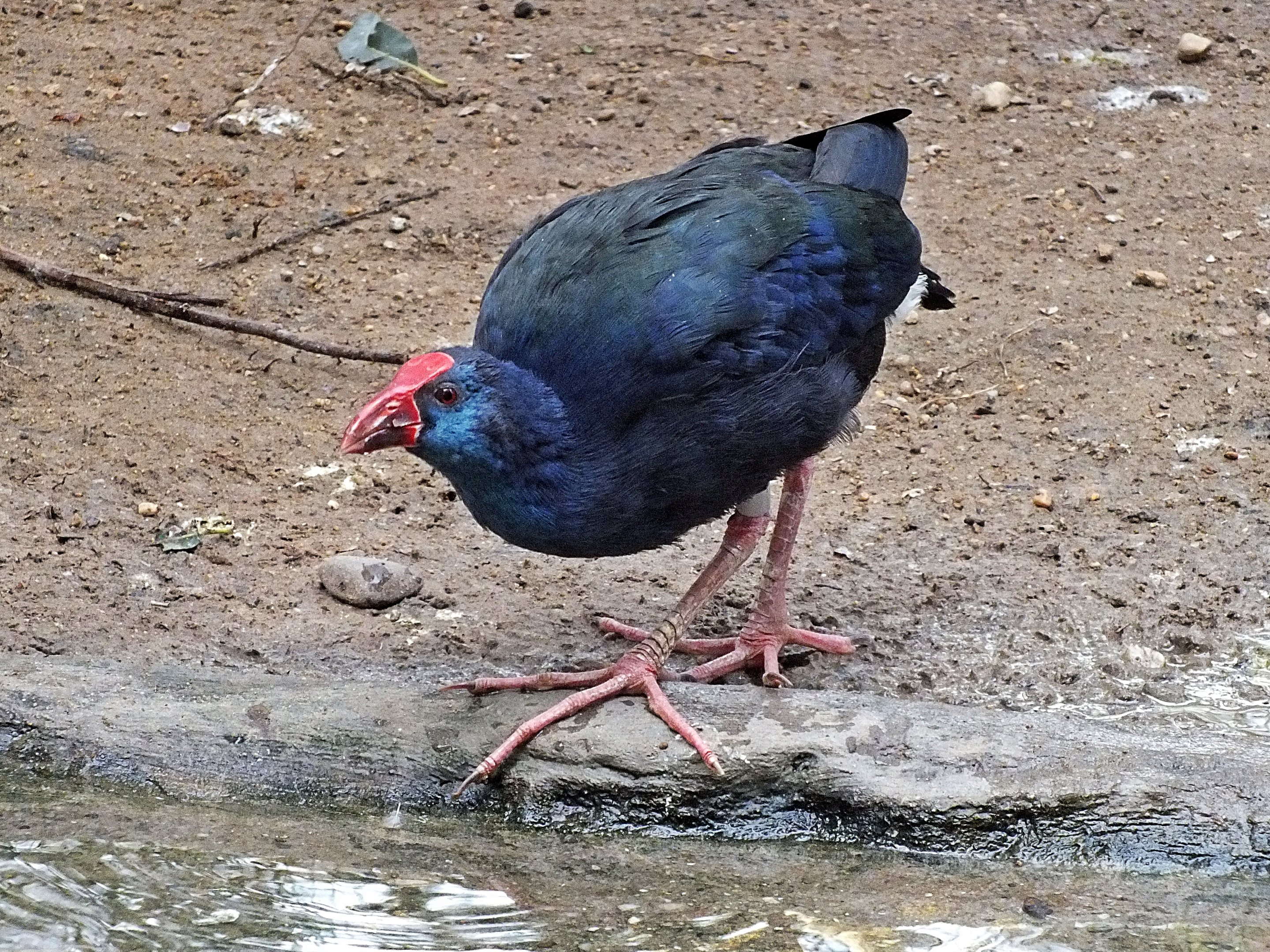 Western purple swamphen