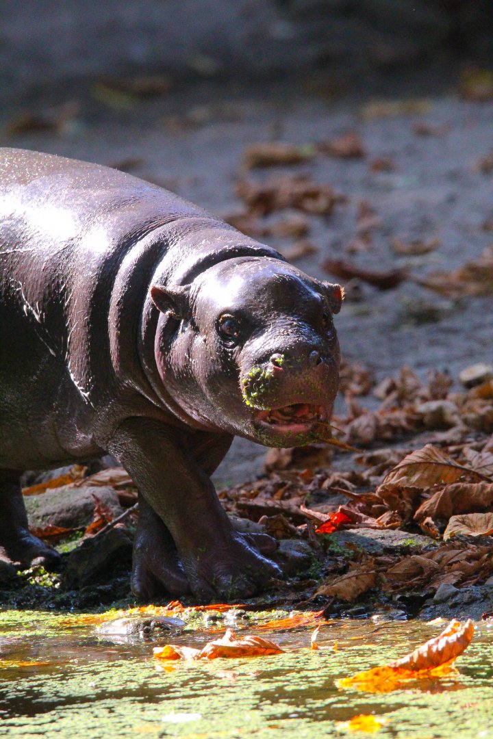 Western Pygmy Hippo calf- September 2024