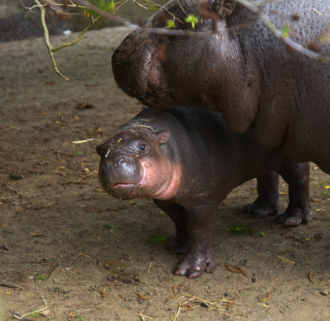 Western Pygmy Hippo (Choeropsis liberiensis liberiensis), 2025-04-09