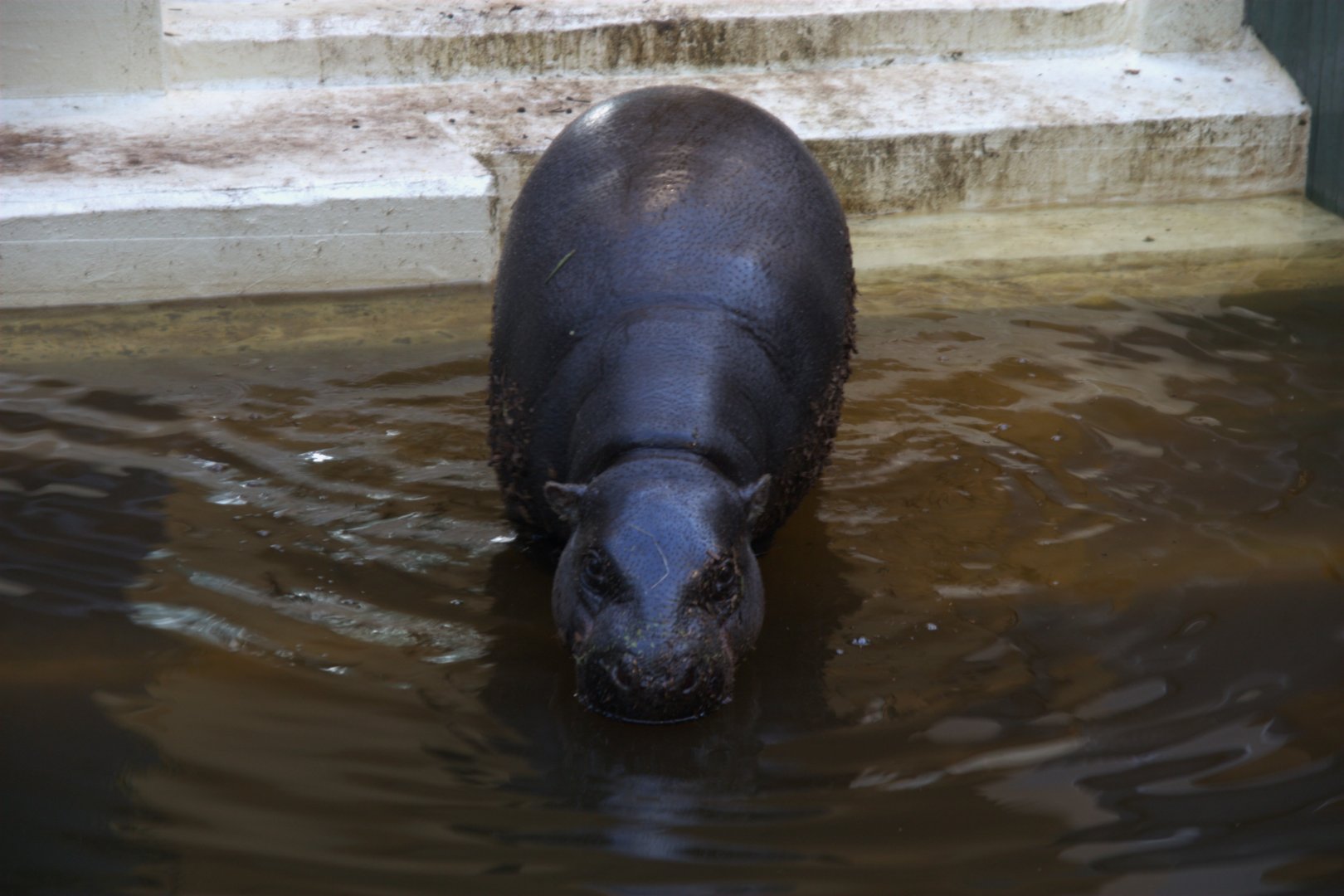 Western Pygmy Hippo (Choeropsis liberiensis liberiensis), 26-11-25