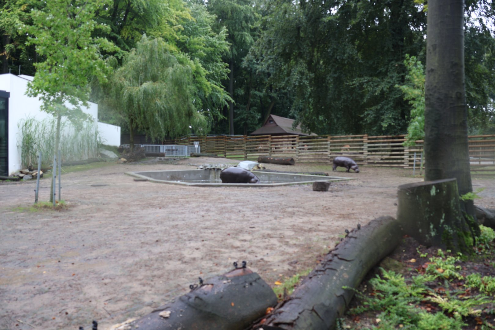 Western Pygmy Hippo (Choeropsis liberiensis liberiensis)