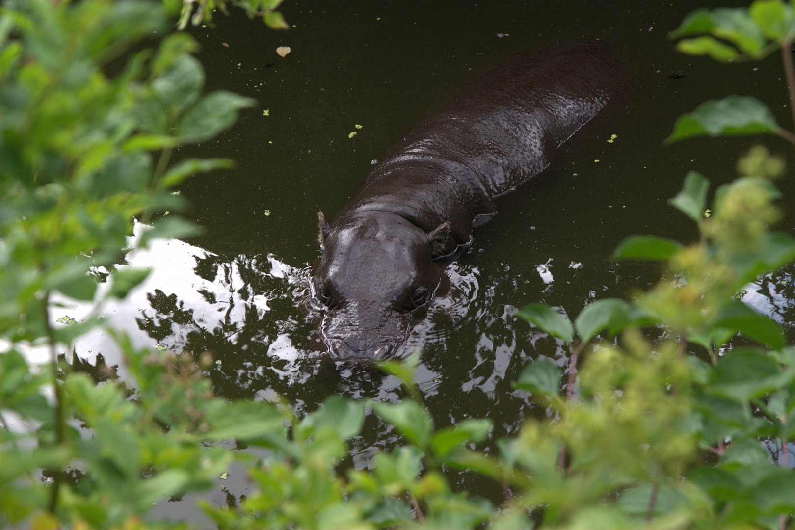 Western Pygmy Hippo (Choeropsis liberiensis liberiensis)