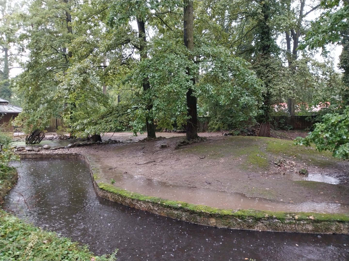 Western Pygmy Hippo enclosure