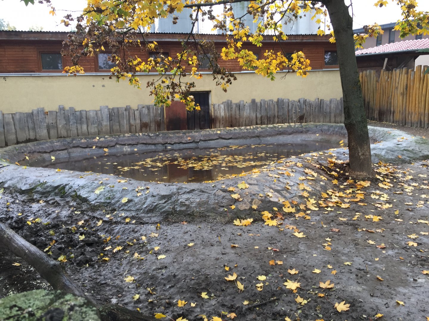 Western pygmy hippo pool 10.2020.