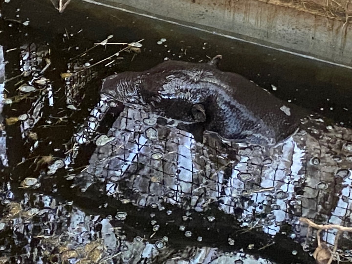 Western pygmy hippopotamus 121223