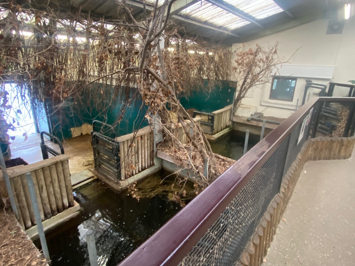 Western pygmy hippopotamus and South American tapir indoors 121223
