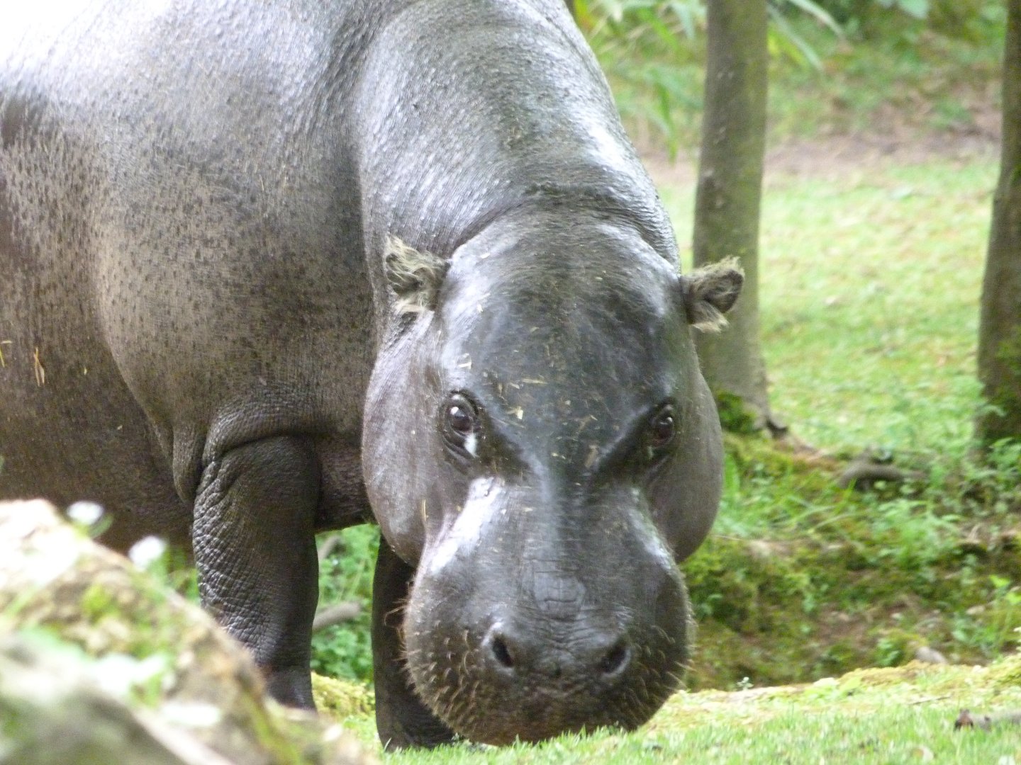 Western pygmy hippopotamus -Bioparc de Doué la Fontaine (2025)