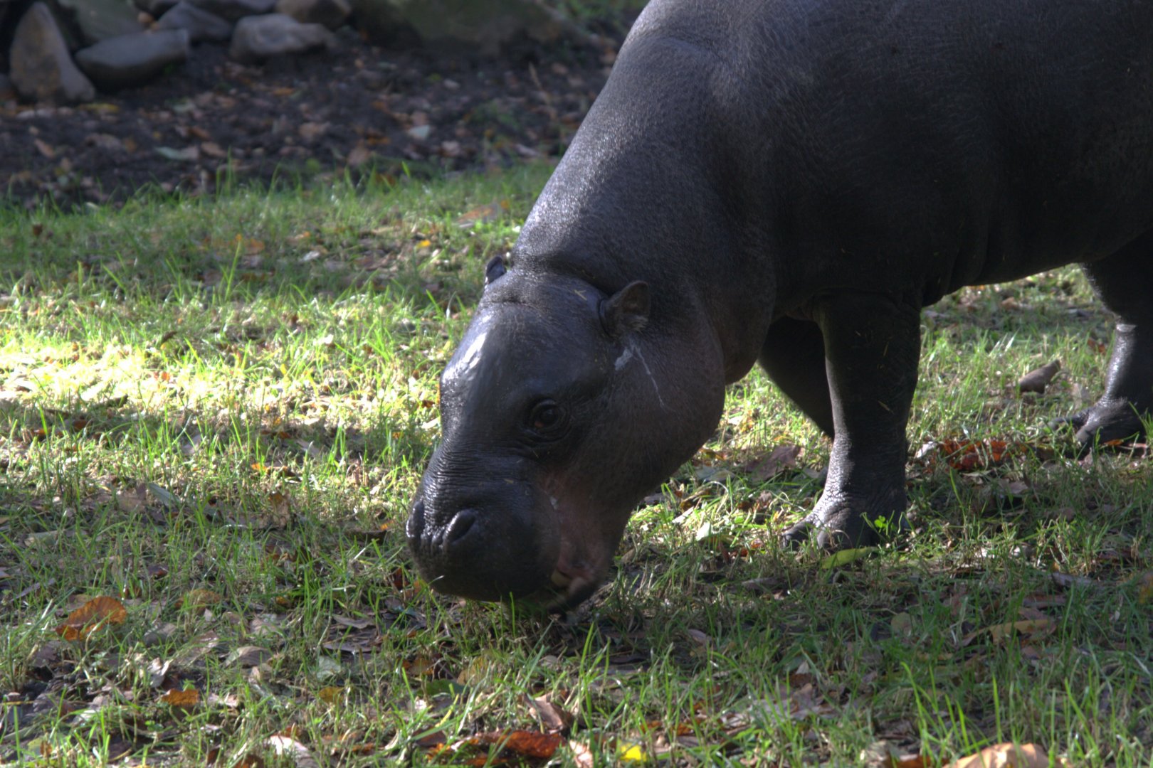 Western Pygmy Hippopotamus (Choeropsis liberiensis liberiensis), 02-11-25