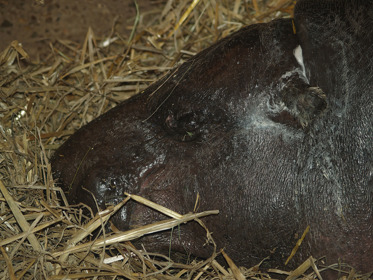 Western pygmy hippopotamus (Choeropsis liberiensis liberiensis), 2007-04-01