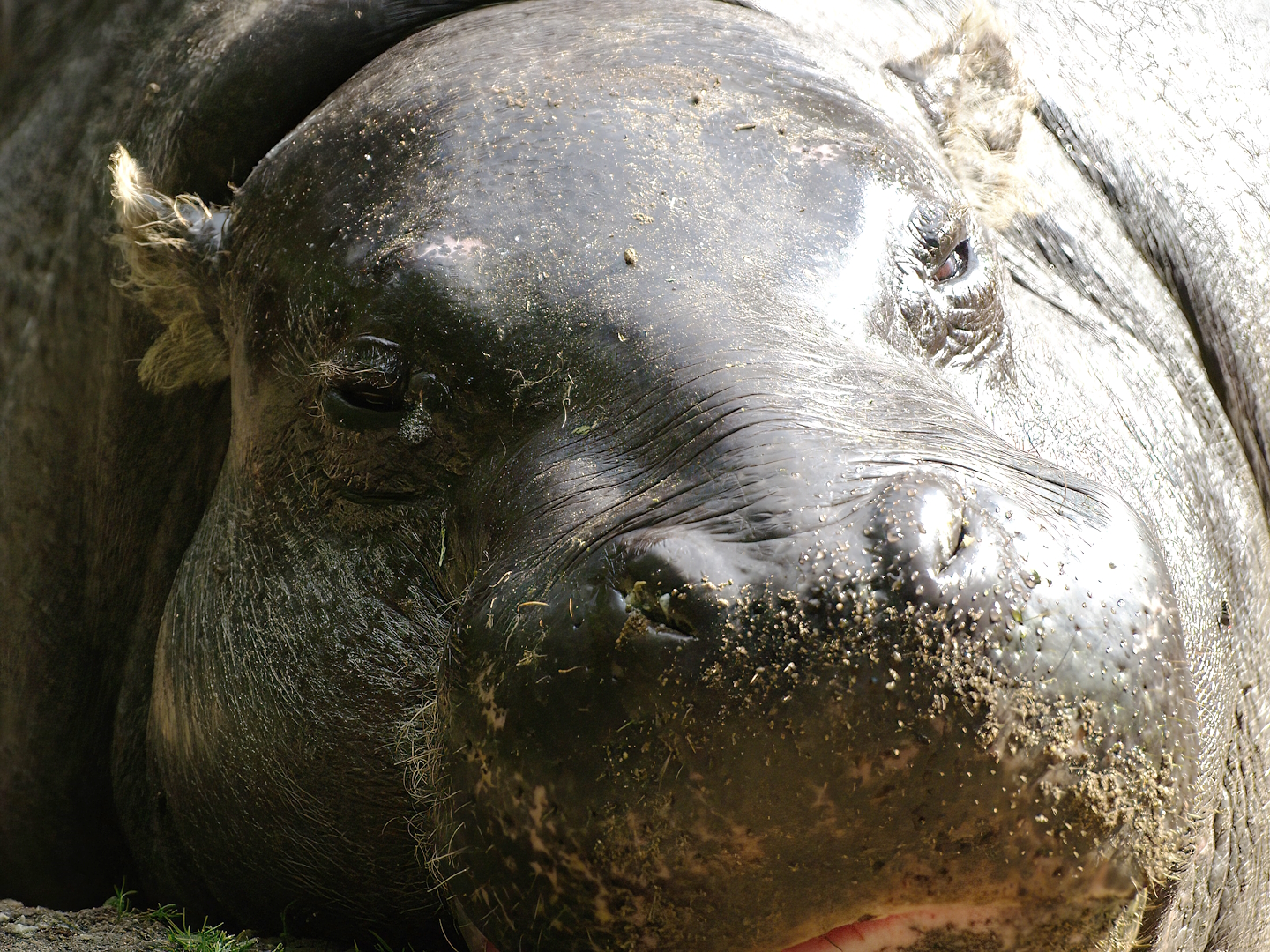 Western pygmy hippopotamus (Choeropsis liberiensis liberiensis), 2008-07-22