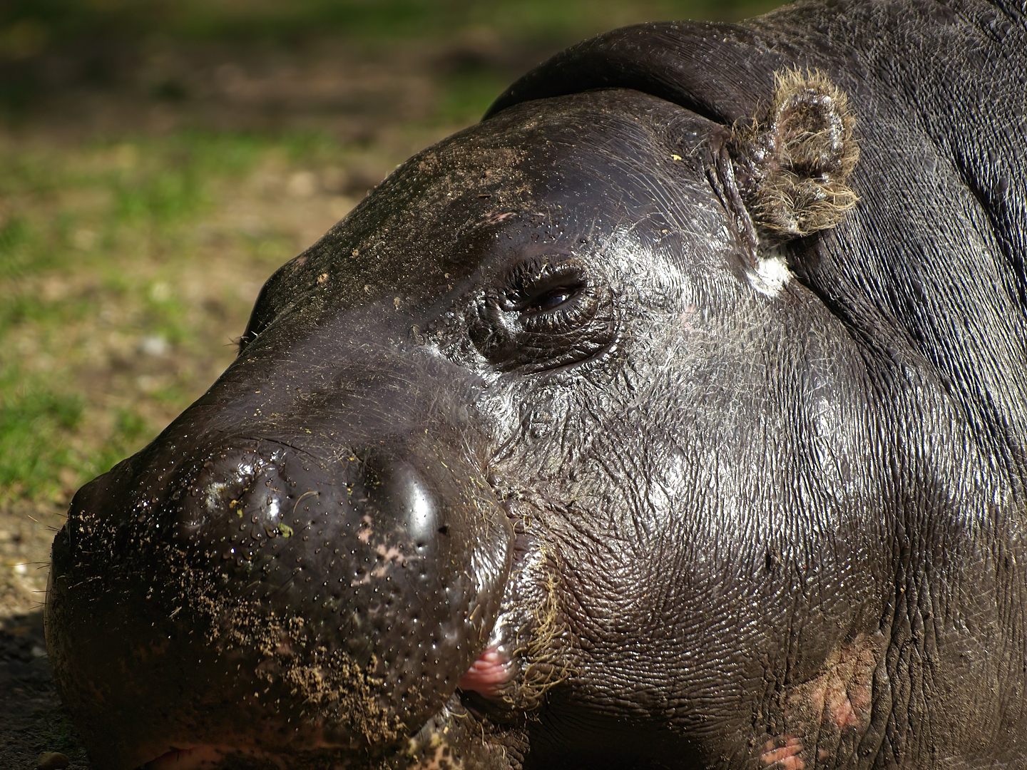 Western pygmy hippopotamus (Choeropsis liberiensis liberiensis), 2008-07-22