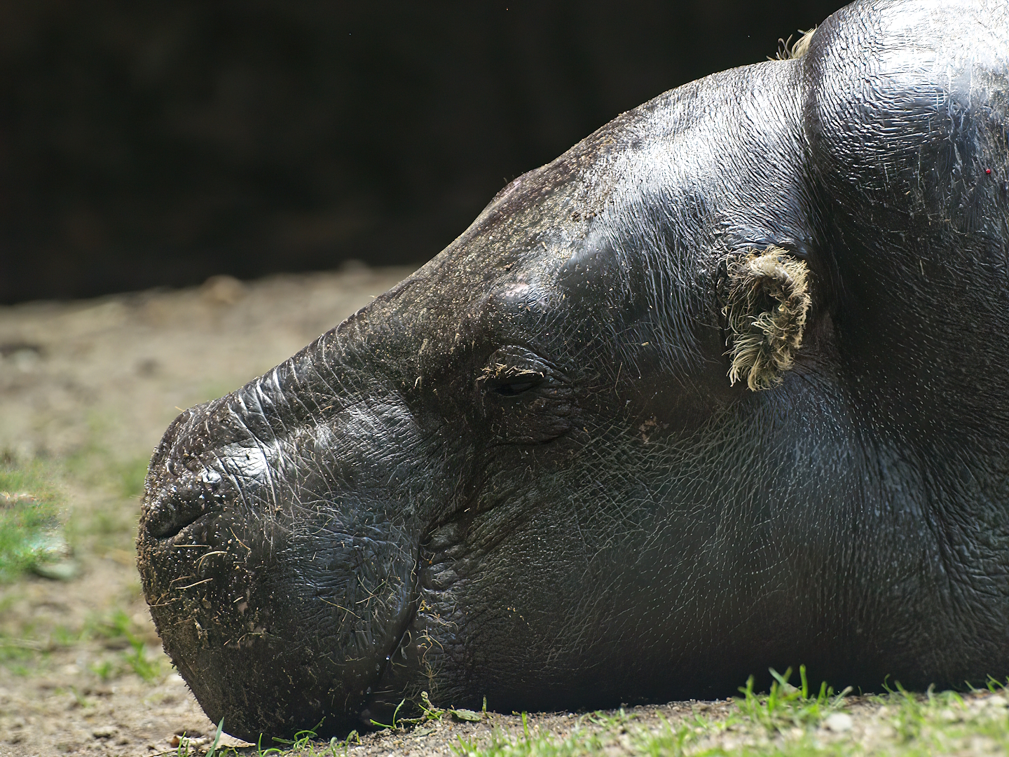 Western pygmy hippopotamus (Choeropsis liberiensis liberiensis), 2008-07-22