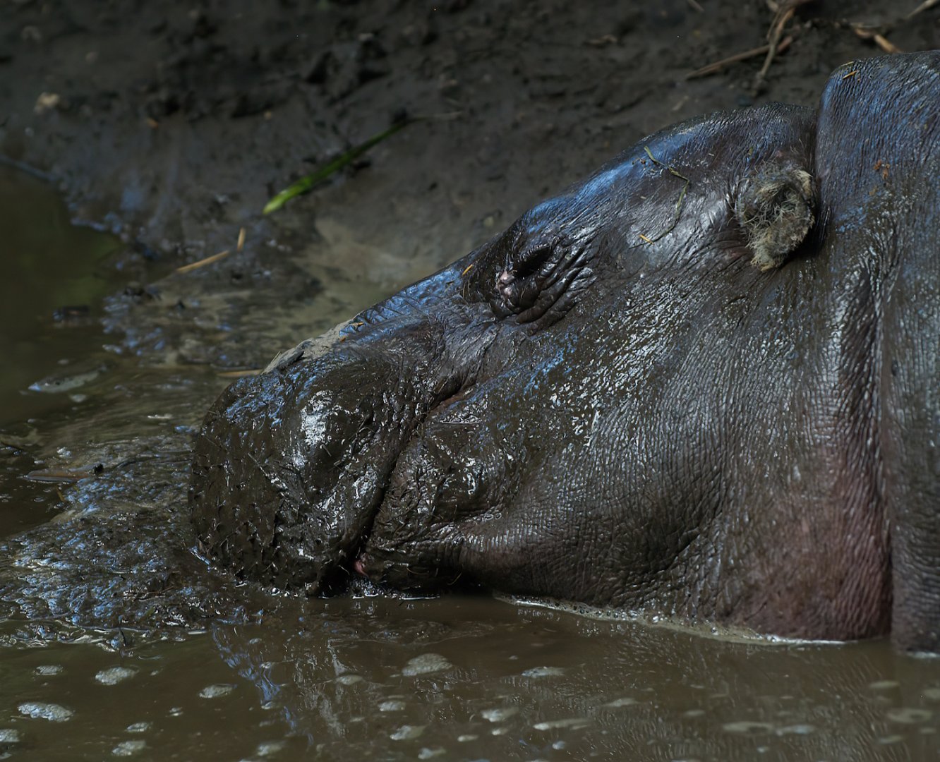 Western pygmy hippopotamus (Choeropsis liberiensis liberiensis), 2008-08-06