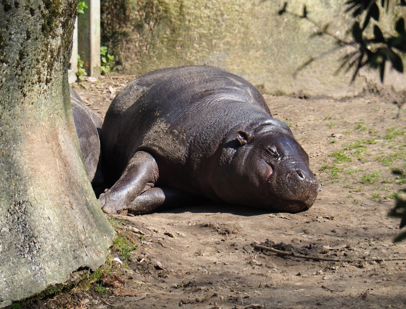 Western pygmy hippopotamus (Choeropsis liberiensis liberiensis), 2019-03-30