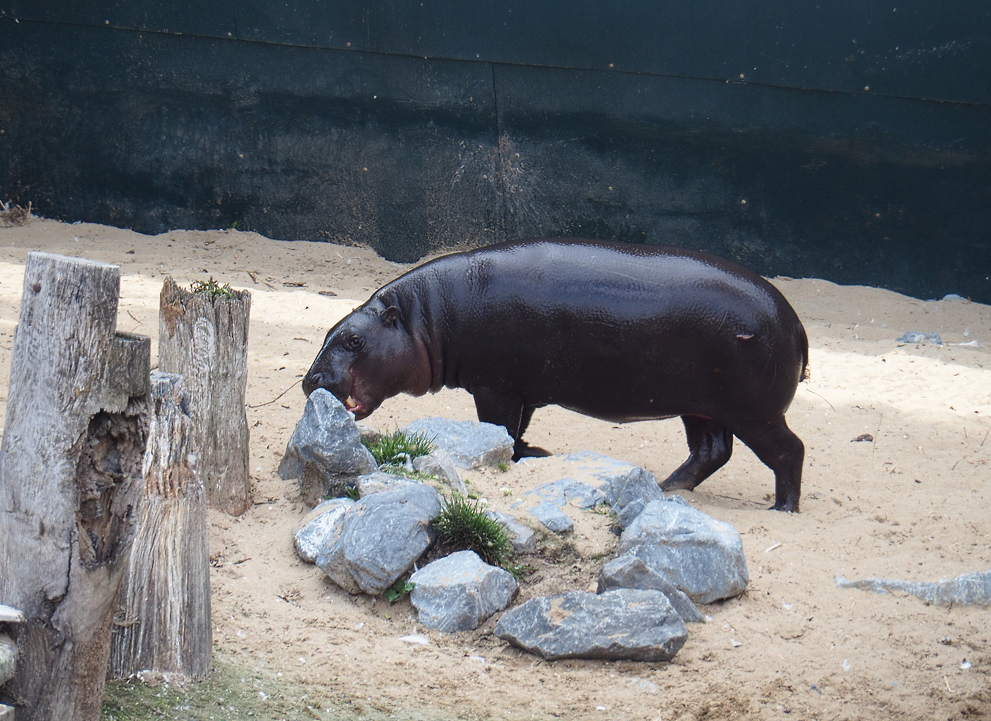 Western pygmy hippopotamus (Choeropsis liberiensis liberiensis), 2020-09-02
