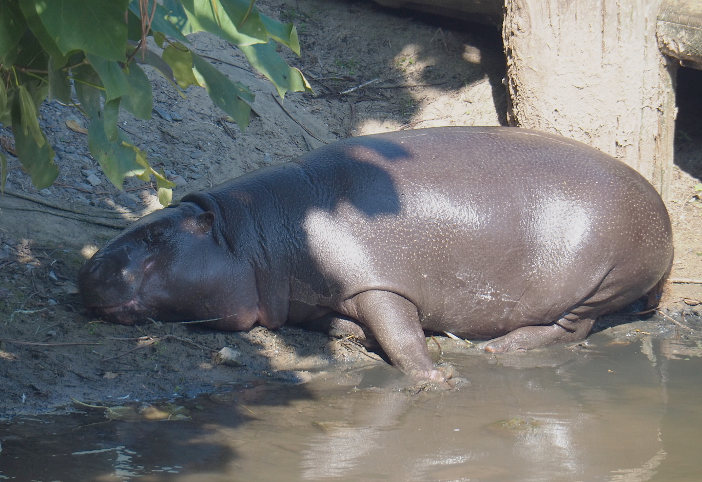 Western pygmy hippopotamus (Choeropsis liberiensis liberiensis), 2021-09-03