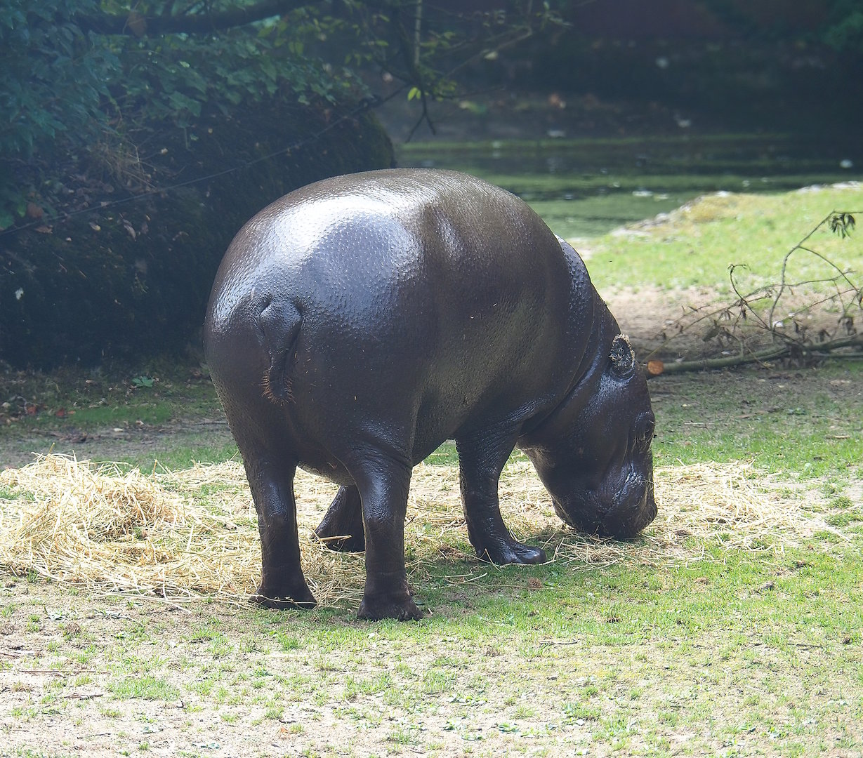 Western pygmy hippopotamus (Choeropsis liberiensis liberiensis), 2022-08-20