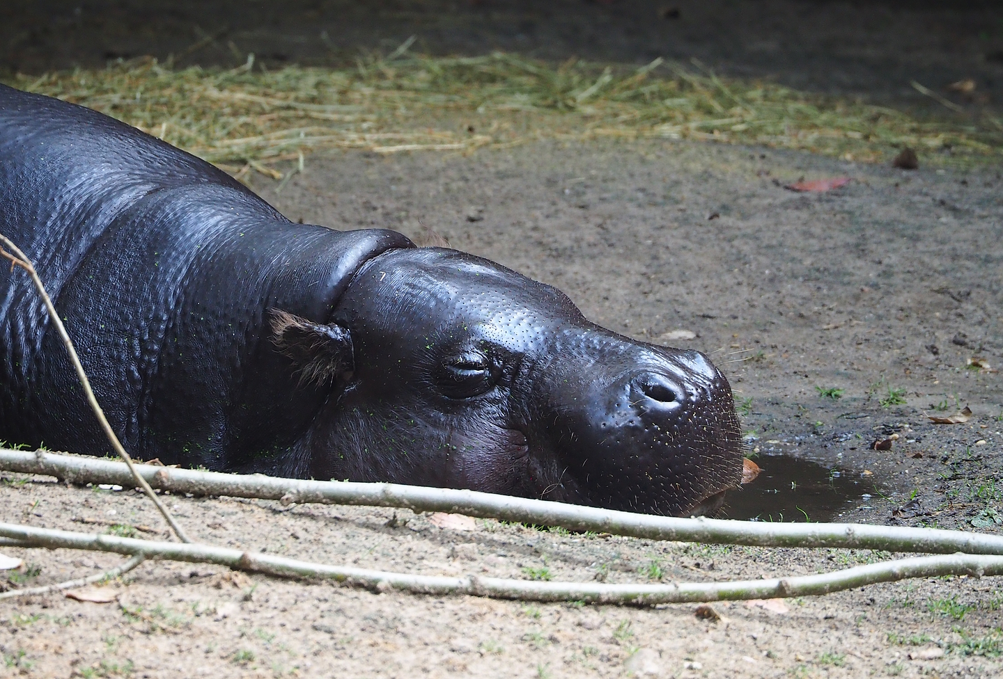 Western pygmy hippopotamus (Choeropsis liberiensis liberiensis), 2022-08-20