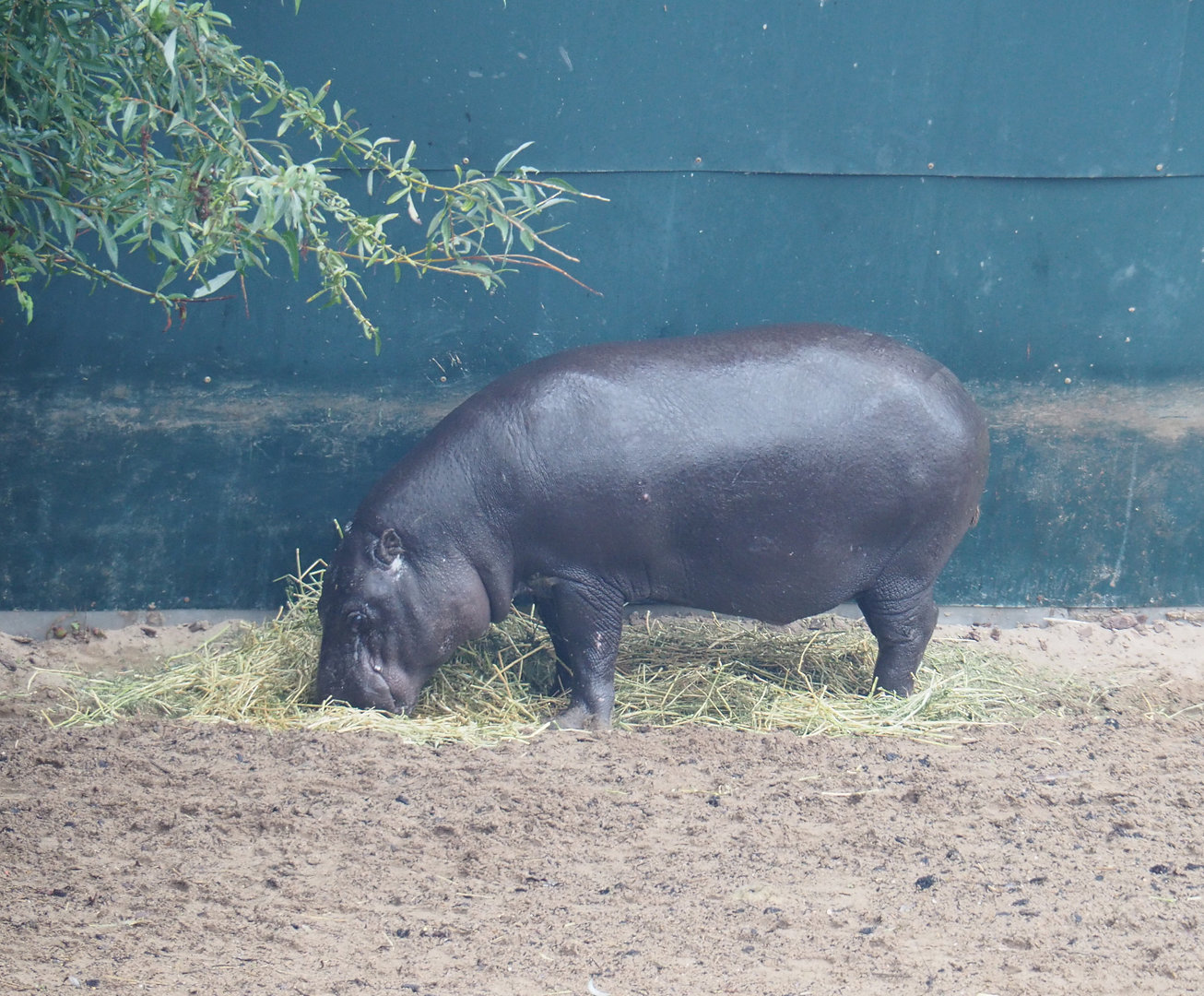 Western pygmy hippopotamus (Choeropsis liberiensis liberiensis), 2022-09-14