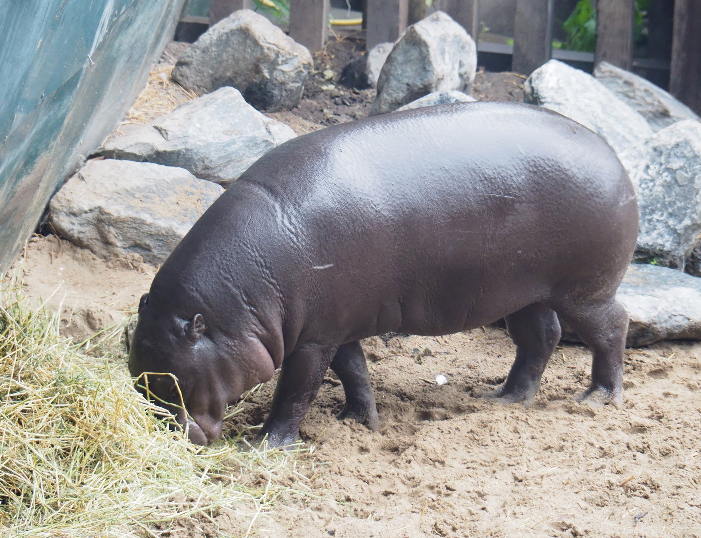 Western pygmy hippopotamus (Choeropsis liberiensis liberiensis), 2022-09-14