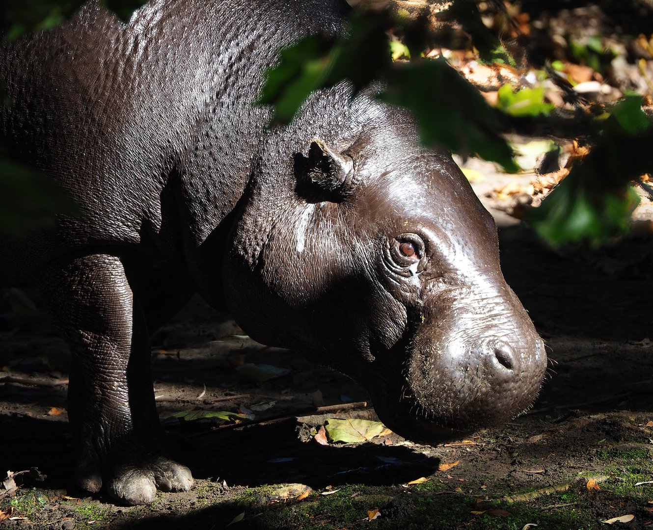 Western pygmy hippopotamus (Choeropsis liberiensis liberiensis), 2022-10-09