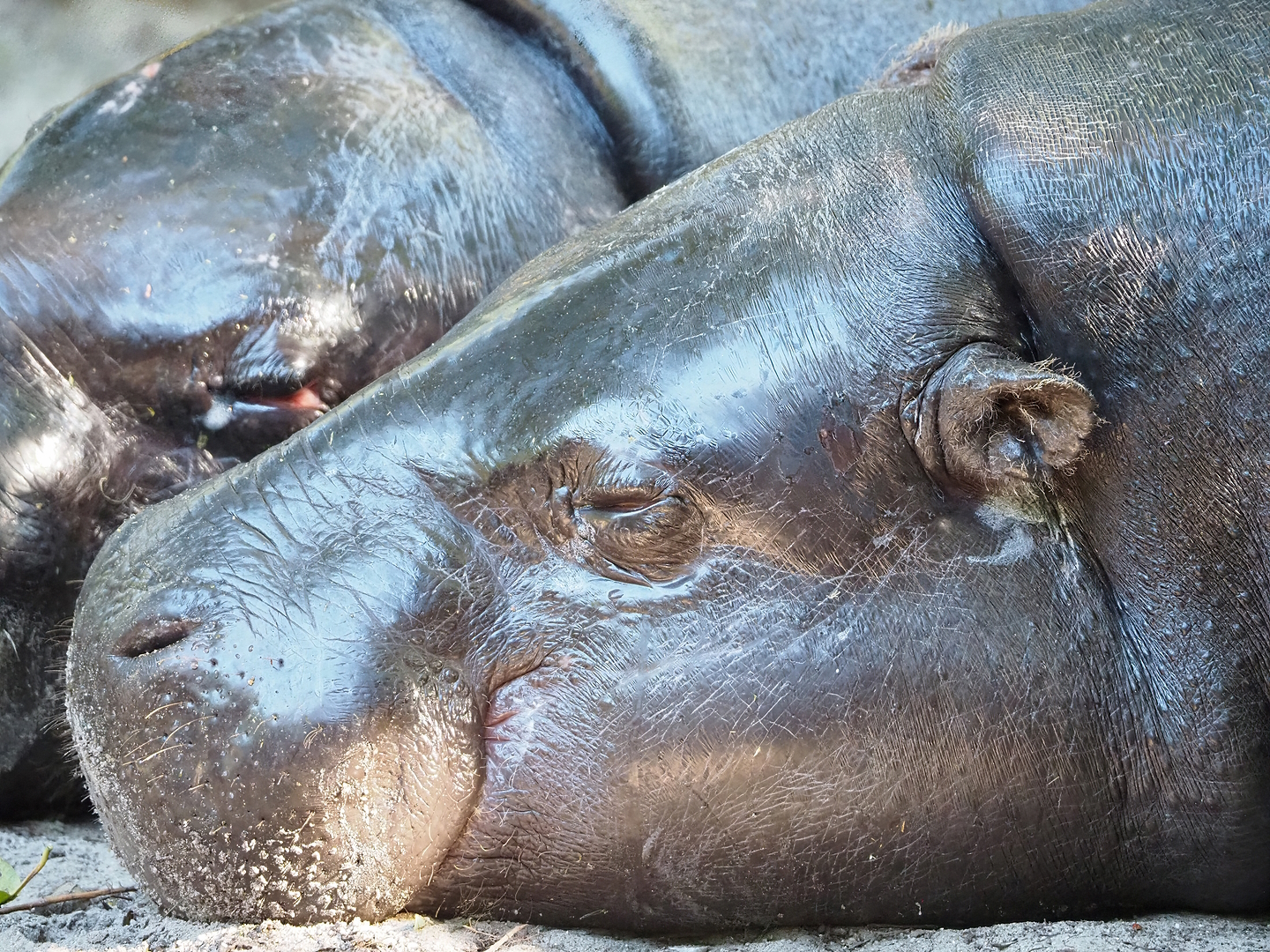 Western pygmy hippopotamus (Choeropsis liberiensis liberiensis), 2022-10-09