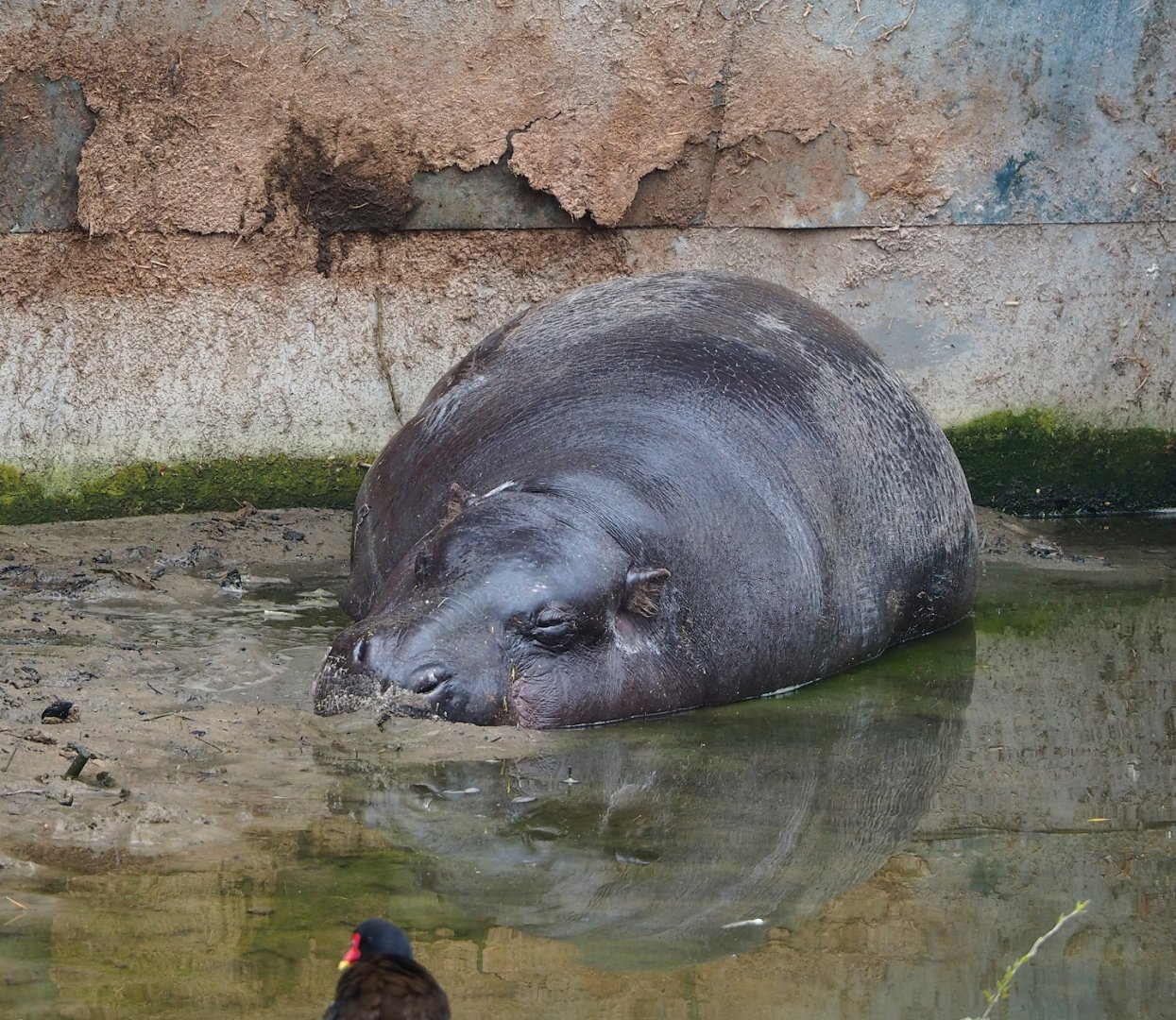 Western pygmy hippopotamus (Choeropsis liberiensis liberiensis), 2023-05-15