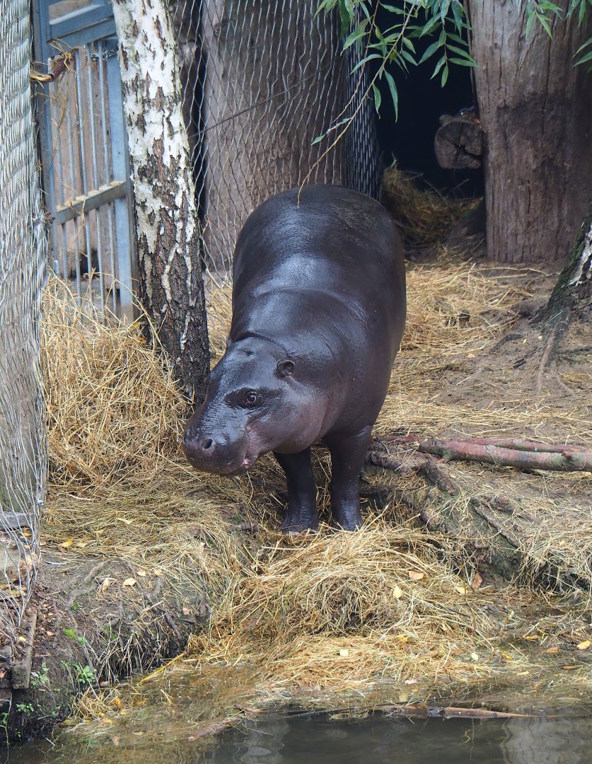 Western pygmy hippopotamus (Choeropsis liberiensis liberiensis), 2023-10-13