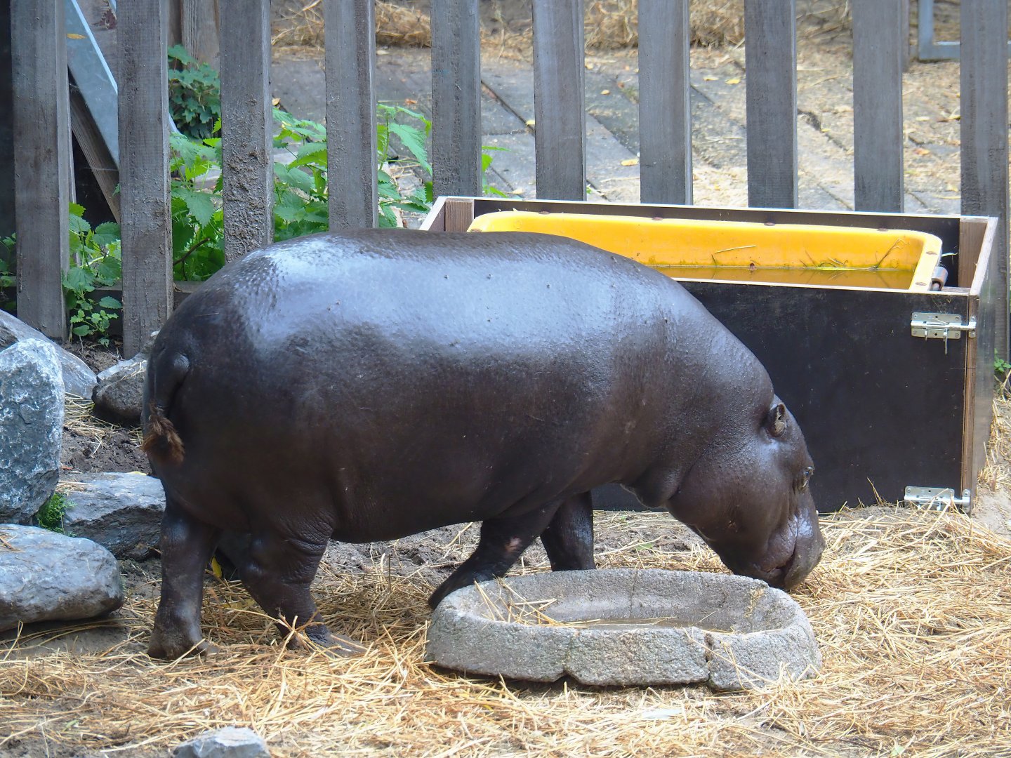 Western pygmy hippopotamus (Choeropsis liberiensis liberiensis), 2023-10-13