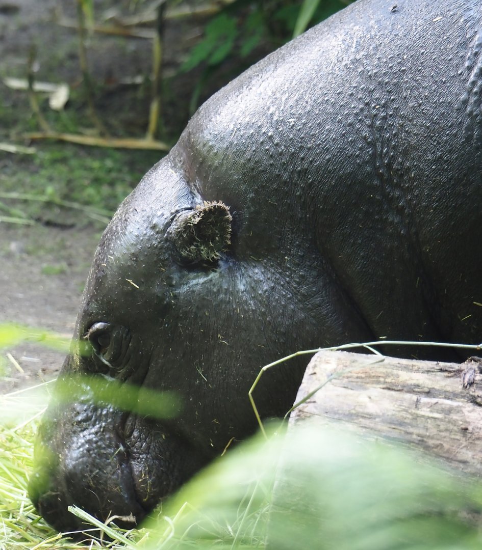 Western pygmy hippopotamus (Choeropsis liberiensis liberiensis), 2024-06-08