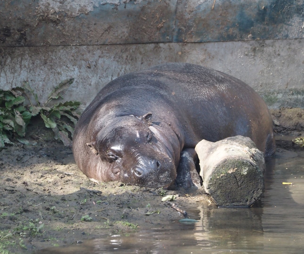 Western pygmy hippopotamus (Choeropsis liberiensis liberiensis), 2024-09-17