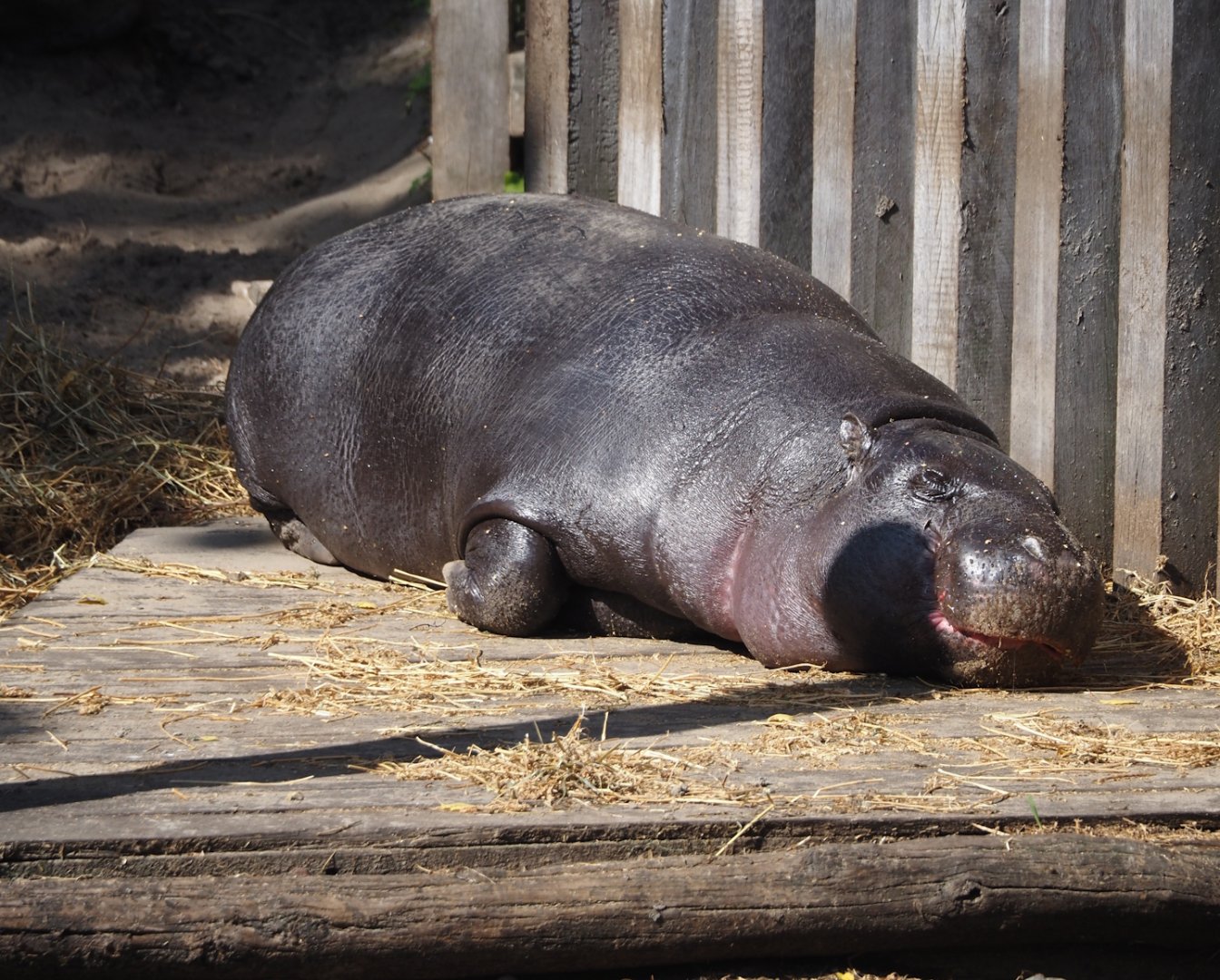 Western pygmy hippopotamus (Choeropsis liberiensis liberiensis), 2024-09-17