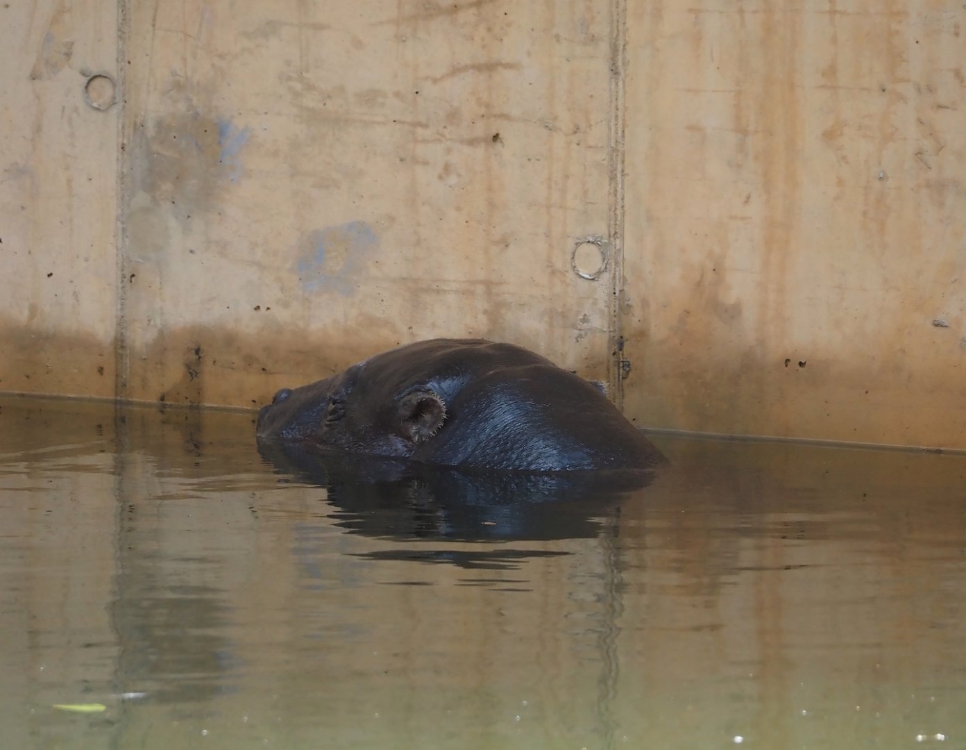 Western pygmy hippopotamus (Choeropsis liberiensis liberiensis), 2025-07-21